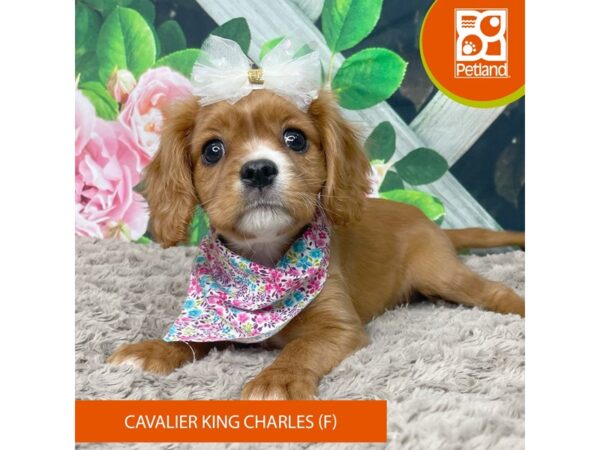 Cavalier King Charles Spaniel-Dog-Female-Ruby-9219-Petland Athens, OH