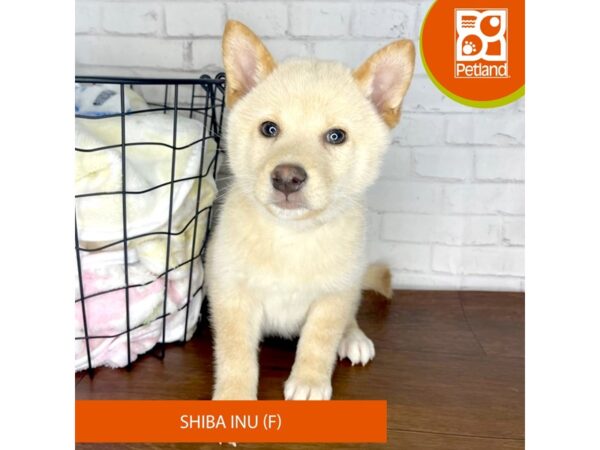 Shiba Inu-Dog-Female-Cream-9279-Petland Athens, OH