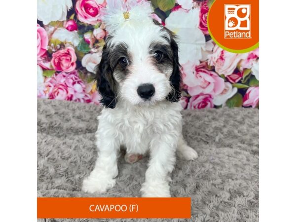 Cavapoo Dog Female White / Brown 9233 Petland Athens, OH