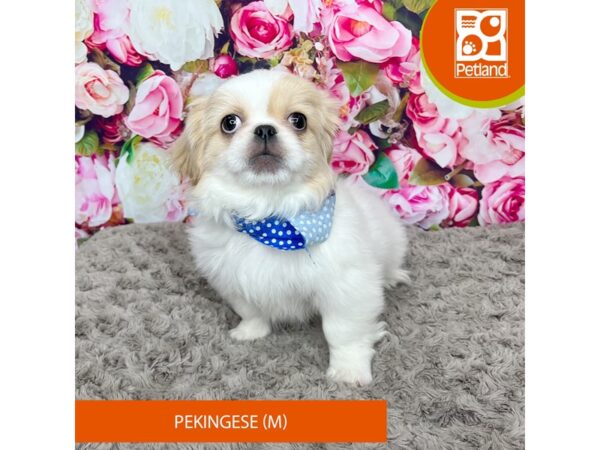 Pekingese-Dog-Male-Cream / White-9231-Petland Athens, OH