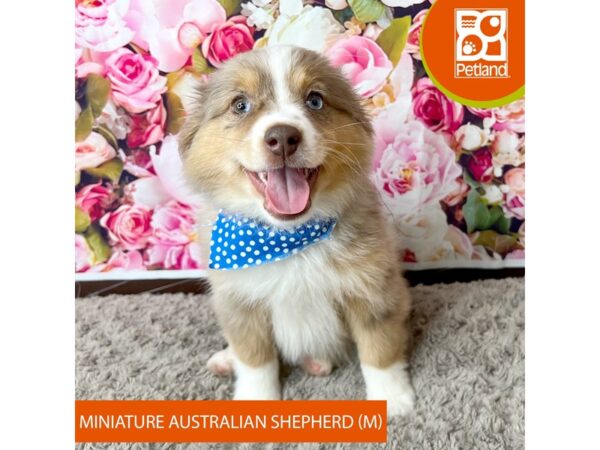 Australian Shepherd Dog Male Red Merle 9250 Petland Athens, OH