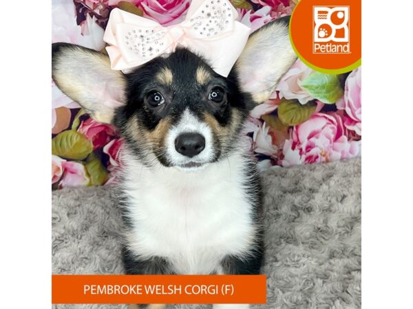 Pembroke Welsh Corgi-Dog-Female-Black / Tan-9249-Petland Athens, OH