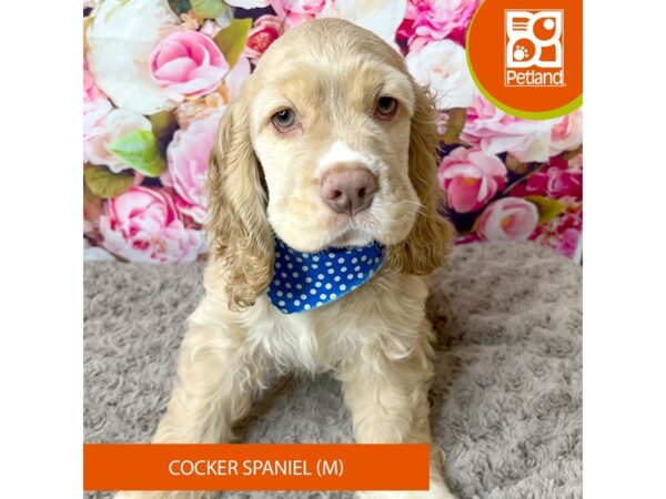 Cocker Spaniel Dog Male Buff 9247 Petland Athens, OH