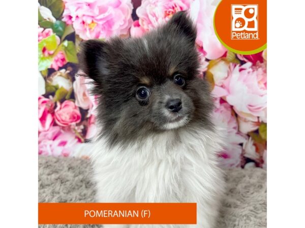 Pomeranian Dog Female Blue / Tan 9245 Petland Athens, OH