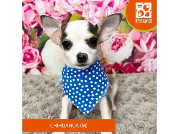 Chihuahua-Dog-Male-Fawn-9244-Petland Athens, OH