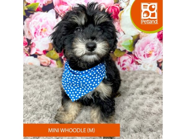 Whoodle Mini-Dog-Male-Black / Tan-9243-Petland Athens, OH