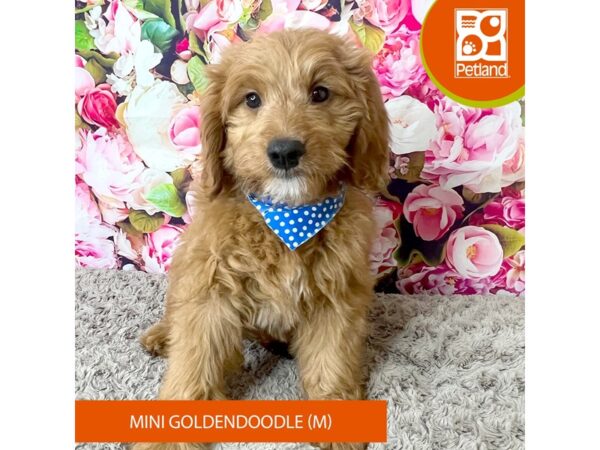 [#9242] Apricot Male Goldendoodle Mini Puppies For Sale
