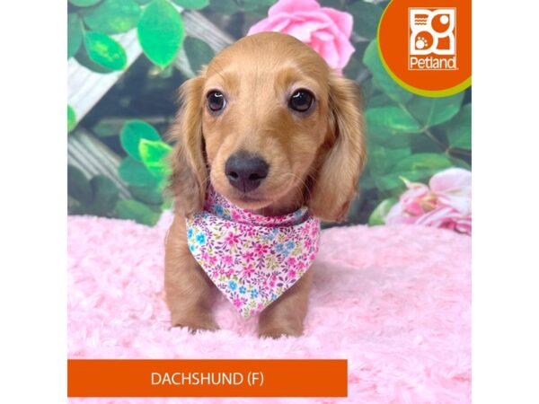 Dachshund-Dog-Female-Red-9259-Petland Athens, OH