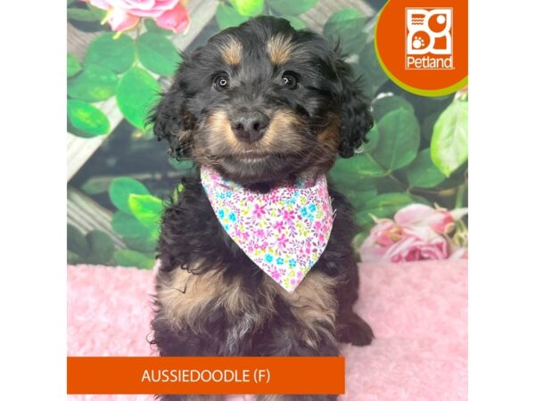 Aussiedoodle Dog Female Black / Tan 9258 Petland Athens, OH