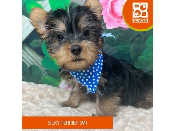 Silky Terrier-Dog-Male-Black / Tan-9256-Petland Athens, OH