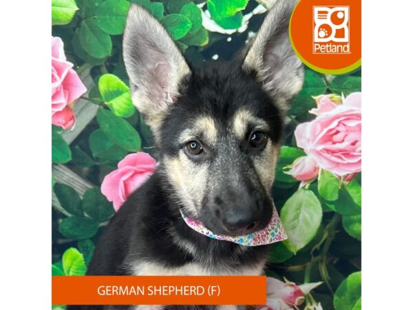 German Shepherd Dog-Dog-Female-Black / Tan-9255-Petland Athens, OH