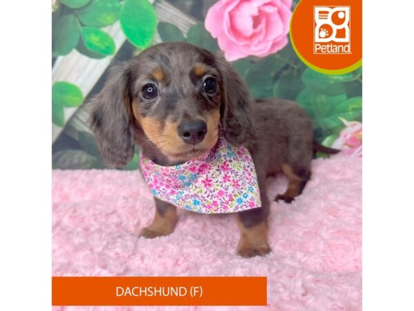 Dachshund Dog Female Black / Tan 9253 Petland Athens, OH