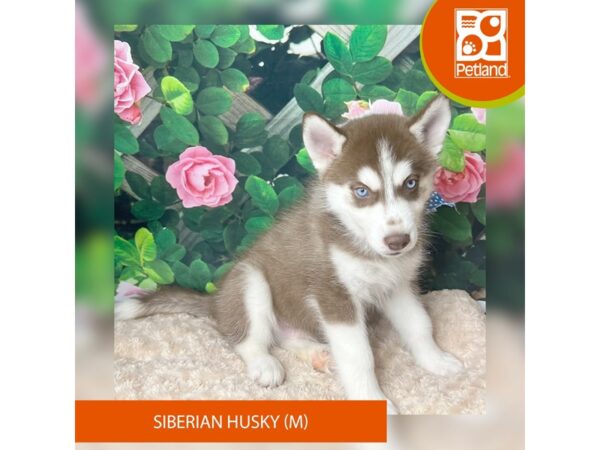 Siberian Husky-Dog-Male-Red / White-9252-Petland Athens, OH