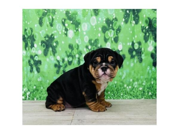 Bulldog Dog Female Black / Tan 9267 Petland Athens, OH