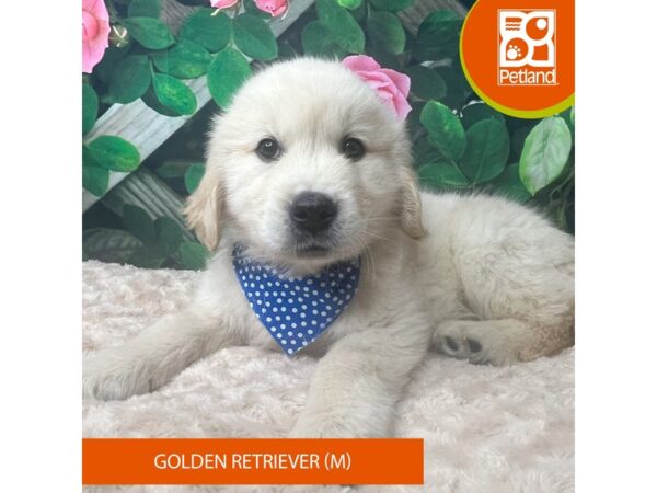 Golden Retriever Dog Male Golden 9271 Petland Athens, OH