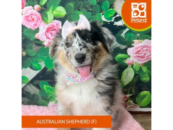 Australian Shepherd Dog Female Blue Merle 9270 Petland Athens, OH