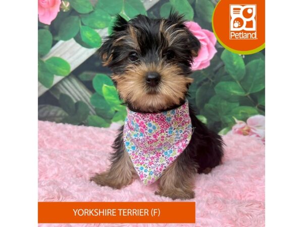 Yorkshire Terrier Dog Female Black / Tan 9266 Petland Athens, OH