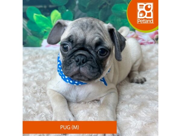 Pug-Dog-Male-Fawn-9265-Petland Athens, OH