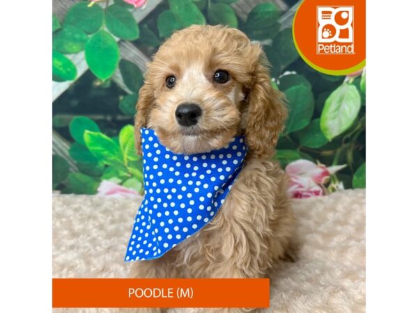 Poodle Dog Male Apricot 9264 Petland Athens, OH