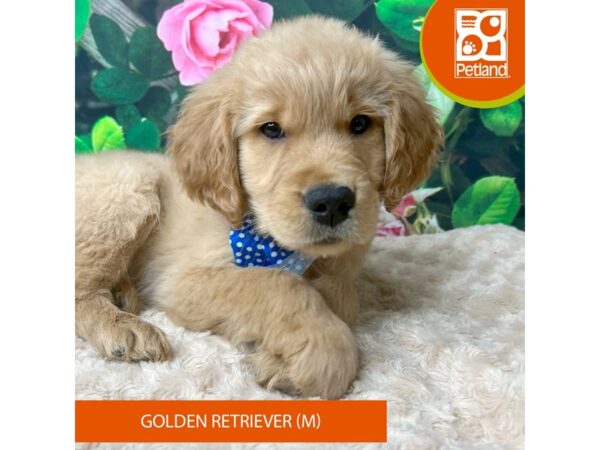 Golden Retriever-Dog-Male-Golden-9260-Petland Athens, OH