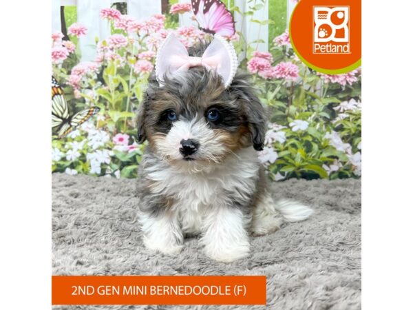 Bernedoodle Mini 2nd Gen-Dog-Female-Blue Merle-9273-Petland Athens, OH