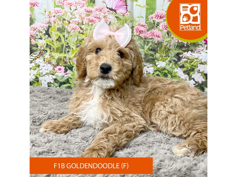 F1B Goldendoodle - 9275 Image #1