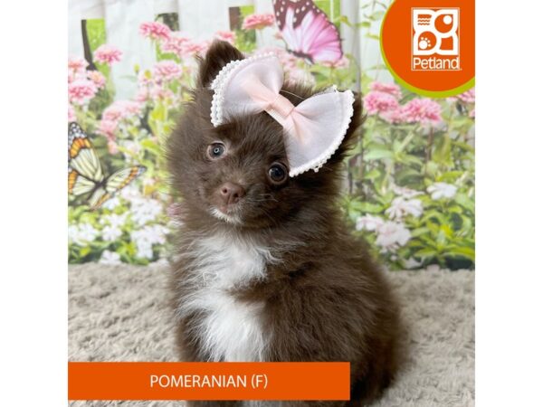 Pomeranian-Dog-Female-Chocolate-9278-Petland Athens, OH