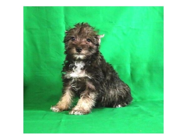 [#9281] Liver Pepper Female Miniature Schnauzer Puppies For Sale