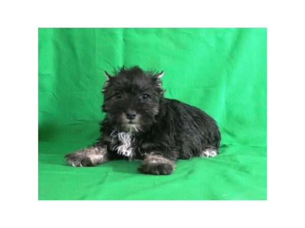 [#9282] Salt / Pepper Female Miniature Schnauzer Puppies For Sale