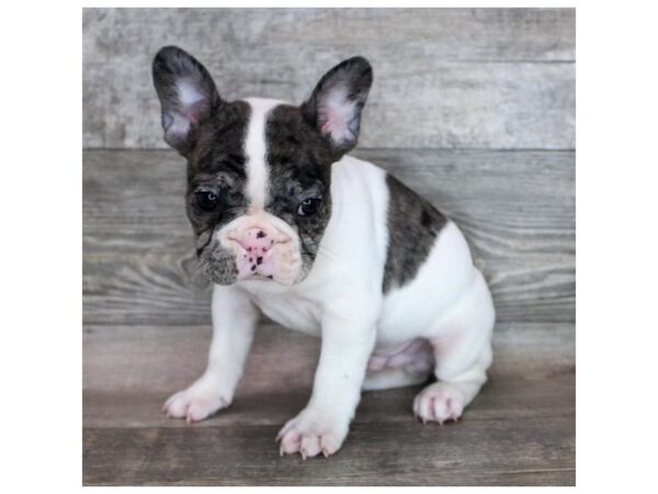[#9280] Blue Merle Male French Bulldog Puppies For Sale