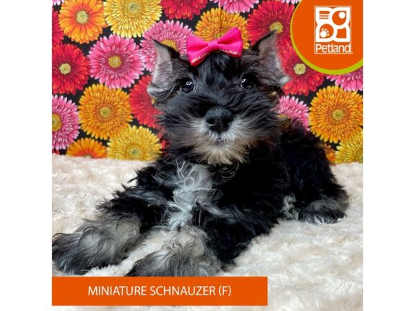 Miniature Schnauzer-Dog-Female-Salt / Pepper-9282-Petland Athens, OH