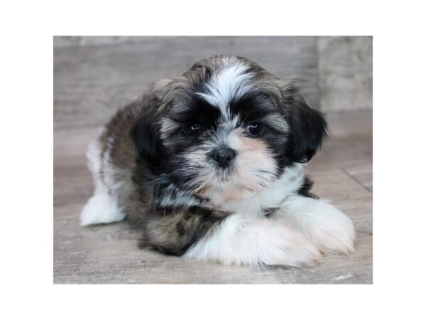 [#9283] Brindle / White Female Shih Tzu Puppies For Sale