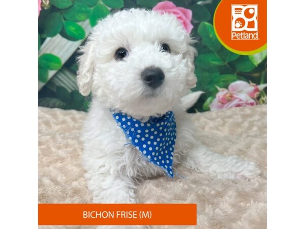 Bichon Frise Dog Male White 9257 Petland Athens, OH