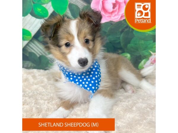 Shetland Sheepdog Dog Male Sable / White 9251 Petland Athens, OH