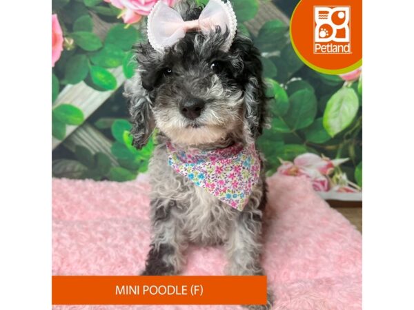 Poodle Mini-Dog-Female-Merle-9272-Petland Athens, OH