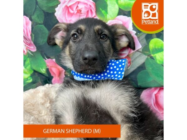 German Shepherd Dog Dog Male Black / Tan 9268 Petland Athens, OH