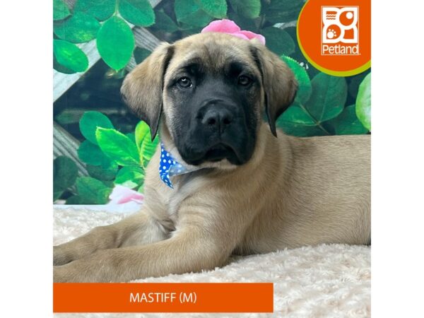 Mastiff-Dog-Male-Fawn-9263-Petland Athens, OH