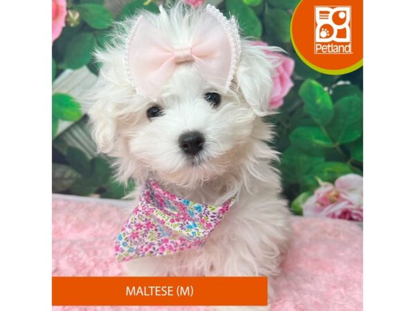 Maltese Dog Male White 9262 Petland Athens, OH