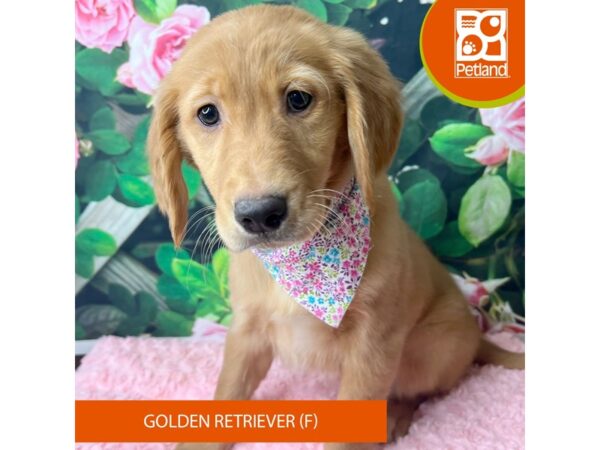 Golden Retriever Dog Female Golden 9261 Petland Athens, OH