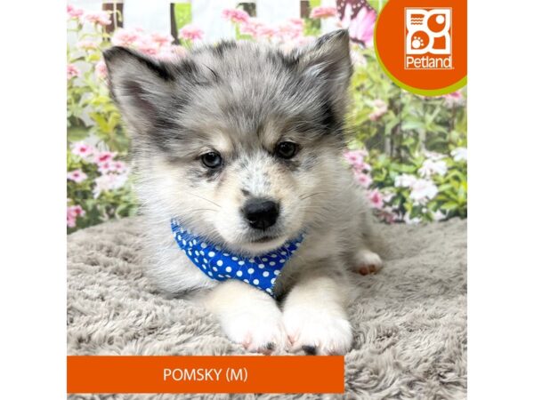 Pomsky-Dog-Male-Blue Merle-9274-Petland Athens, OH