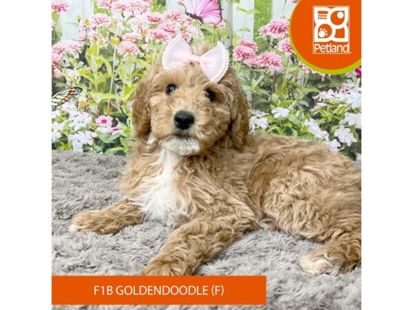 Goldendoodle Dog Female Apricot 9275 Petland Athens, OH