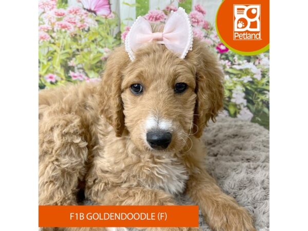 Goldendoodle Dog Female Apricot 9276 Petland Athens, OH