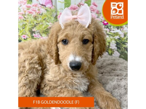 F1B Goldendoodle-Dog-Female-Apricot-9276-Petland Athens, OH