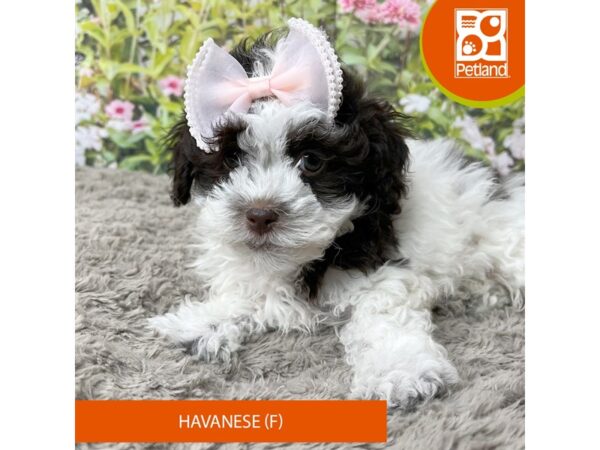 Havanese Dog Female Chocolate 9277 Petland Athens, OH