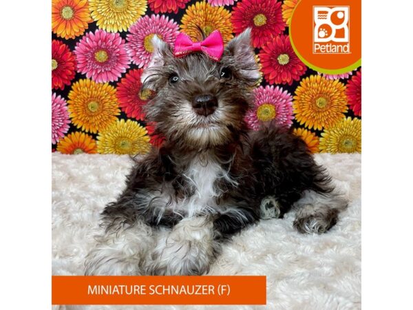 Miniature Schnauzer-Dog-Female-Liver Pepper-9281-Petland Athens, OH