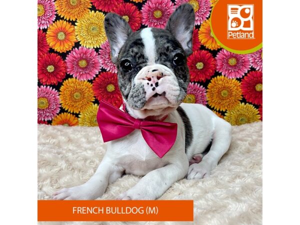 French Bulldog Dog Male Blue Merle 9280 Petland Athens, OH