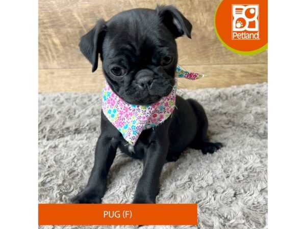 Pug-Dog-Female-Black-9289-Petland Athens, OH