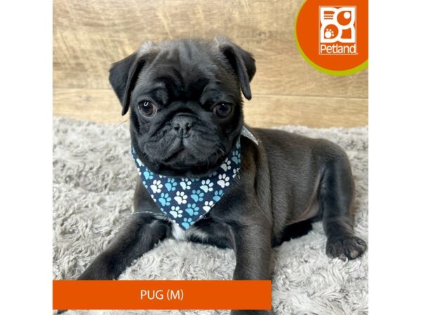 Pug Dog Male Chocolate 9288 Petland Athens, OH