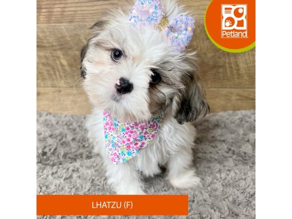 Lhatzu Dog Female Gold / White 9287 Petland Athens, OH