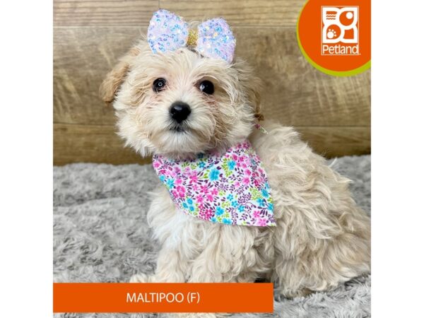 Maltipoo-Dog-Female--9286-Petland Athens, OH